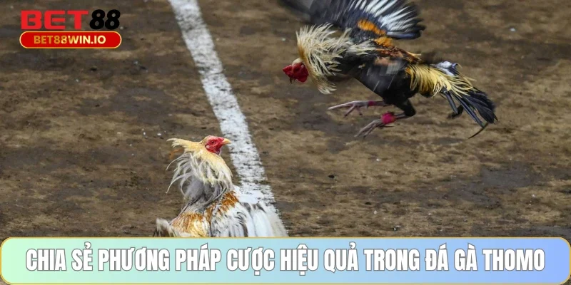Chia sẻ phương pháp cược hiệu quả trong đá gà Thomo Chia sẻ phương pháp cược hiệu quả trong đá gà Thomo