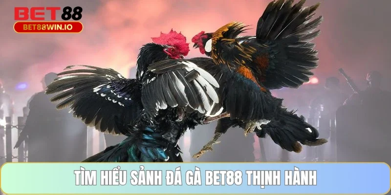 Tìm hiểu sảnh Đá gà BET88 thịnh hành Tìm hiểu sảnh Đá gà BET88 thịnh hành